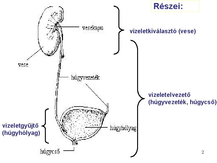 Részei: vizeletkiválasztó (vese) vizeletelvezető (húgyvezeték, húgycső) vizeletgyűjtő (húgyhólyag) 2 