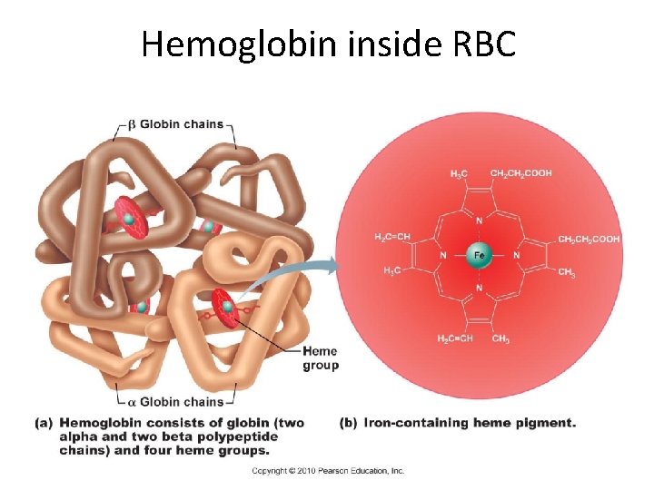 Hemoglobin inside RBC 