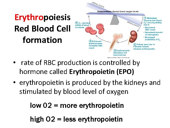 Erythropoiesis Red Blood Cell formation • rate of RBC production is controlled by hormone