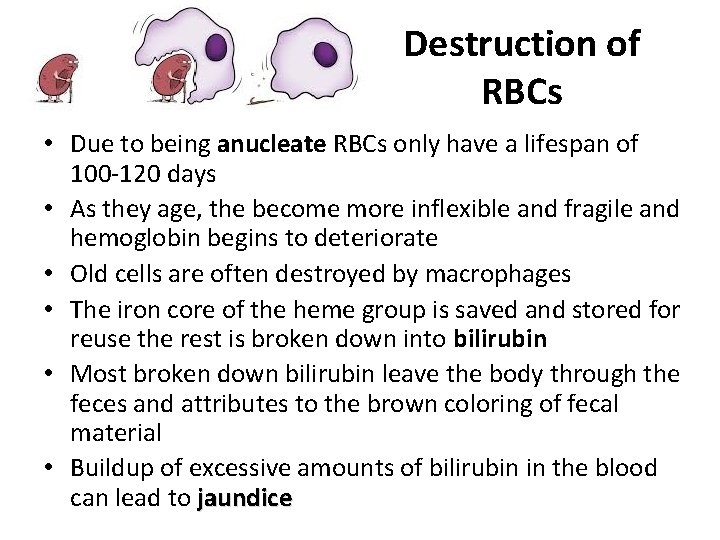 Destruction of RBCs • Due to being anucleate RBCs only have a lifespan of