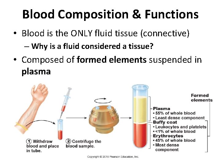 Blood Composition & Functions • Blood is the ONLY fluid tissue (connective) – Why