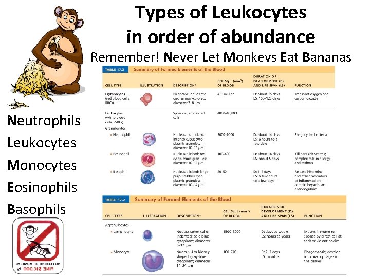 Types of Leukocytes in order of abundance Remember! Never Let Monkeys Eat Bananas Neutrophils