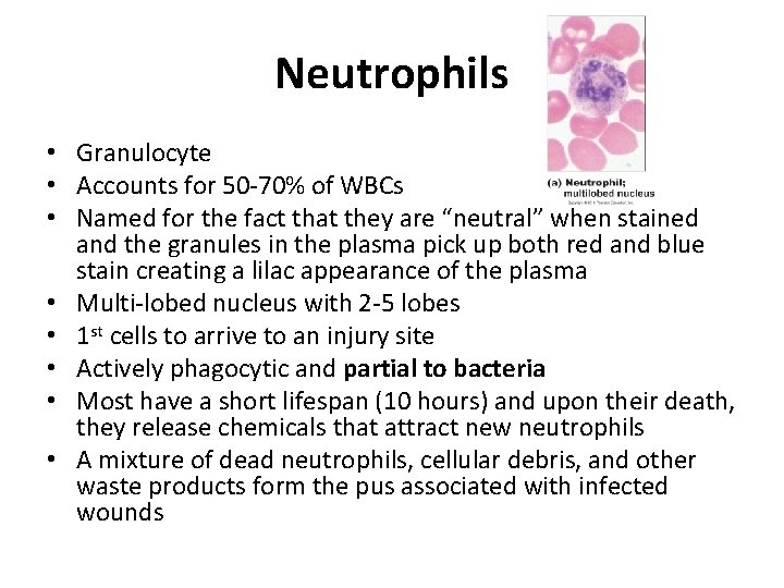 Neutrophils • Granulocyte • Accounts for 50 -70% of WBCs • Named for the