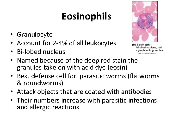 Eosinophils Granulocyte Account for 2 -4% of all leukocytes Bi-lobed nucleus Named because of