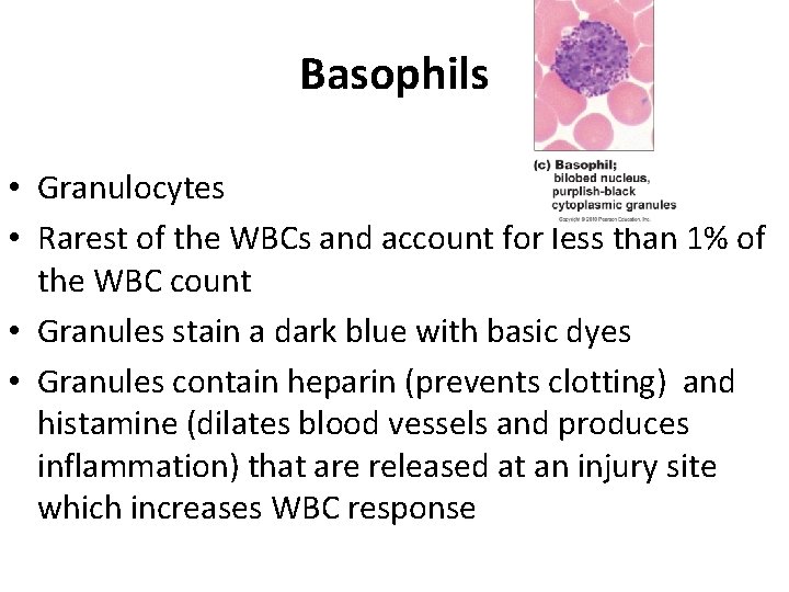 Basophils • Granulocytes • Rarest of the WBCs and account for less than 1%