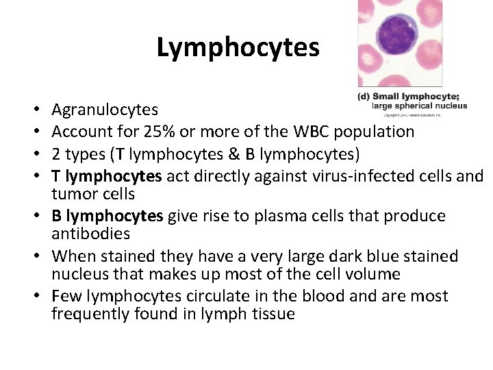 Lymphocytes Agranulocytes Account for 25% or more of the WBC population 2 types (T