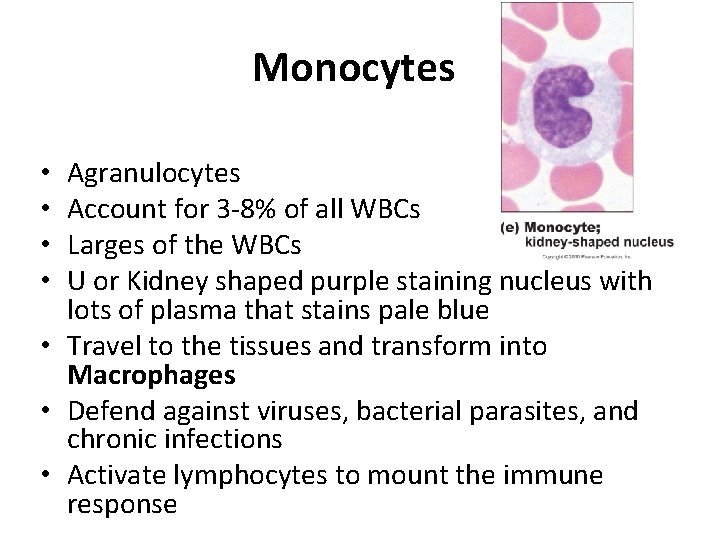 Monocytes Agranulocytes Account for 3 -8% of all WBCs Larges of the WBCs U