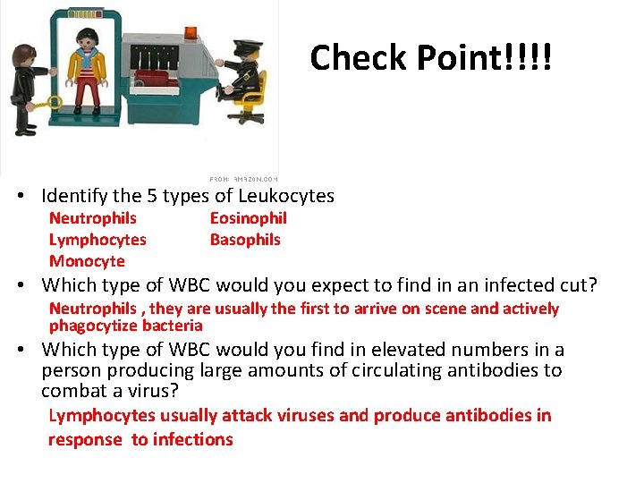 Check Point!!!! • Identify the 5 types of Leukocytes Neutrophils Lymphocytes Monocyte Eosinophil Basophils