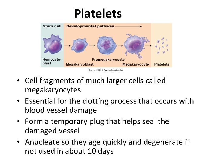 Platelets • Cell fragments of much larger cells called megakaryocytes • Essential for the