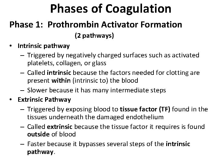 Phases of Coagulation Phase 1: Prothrombin Activator Formation (2 pathways) • Intrinsic pathway –