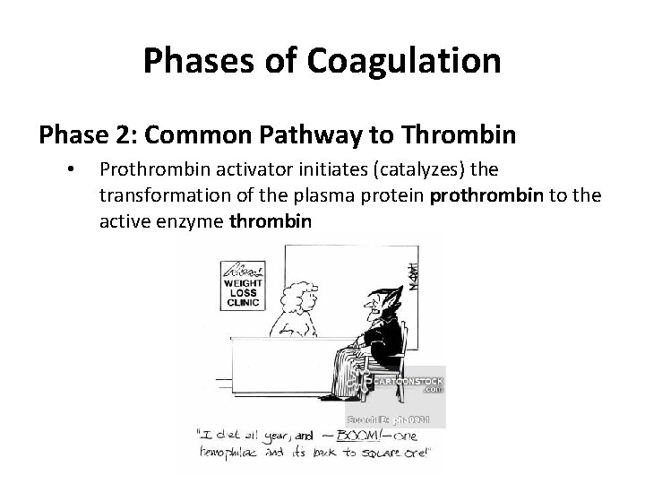 Phases of Coagulation Phase 2: Common Pathway to Thrombin • Prothrombin activator initiates (catalyzes)