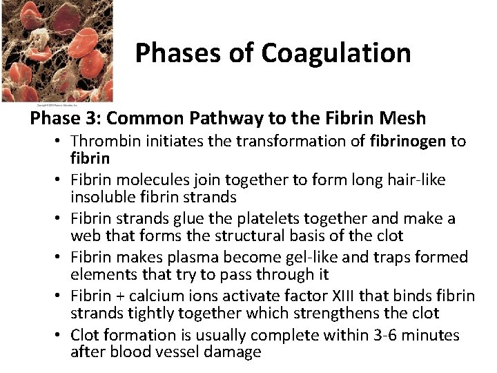 Phases of Coagulation Phase 3: Common Pathway to the Fibrin Mesh • Thrombin initiates