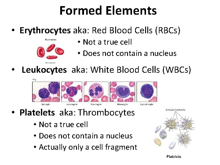 Formed Elements • Erythrocytes aka: Red Blood Cells (RBCs) • Not a true cell