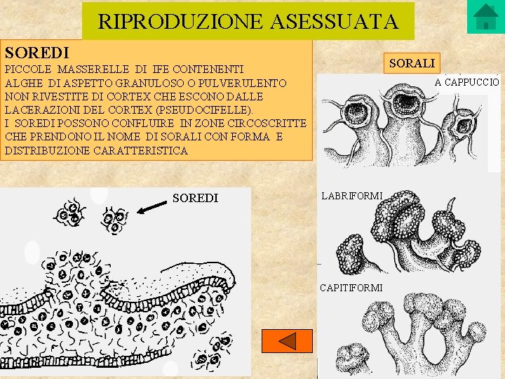 RIPRODUZIONE ASESSUATA SOREDI SORALI PICCOLE MASSERELLE DI IFE CONTENENTI ALGHE DI ASPETTO GRANULOSO O