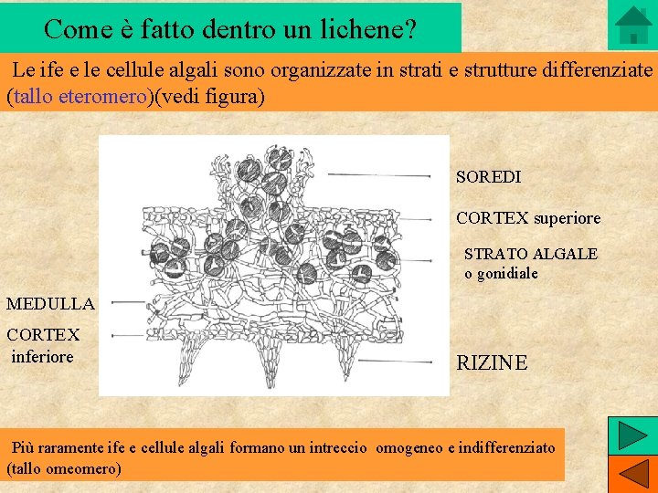 Come è fatto dentro un lichene? Le ife e le cellule algali sono organizzate