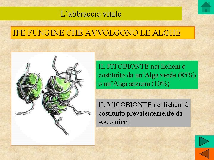L’abbraccio vitale IFE FUNGINE CHE AVVOLGONO LE ALGHE IL FITOBIONTE nei licheni è costituito