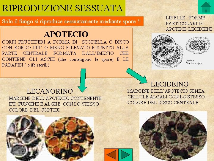 RIPRODUZIONE SESSUATA Solo il fungo si riproduce sessuatamente mediante spore !! APOTECIO LIRELLE :