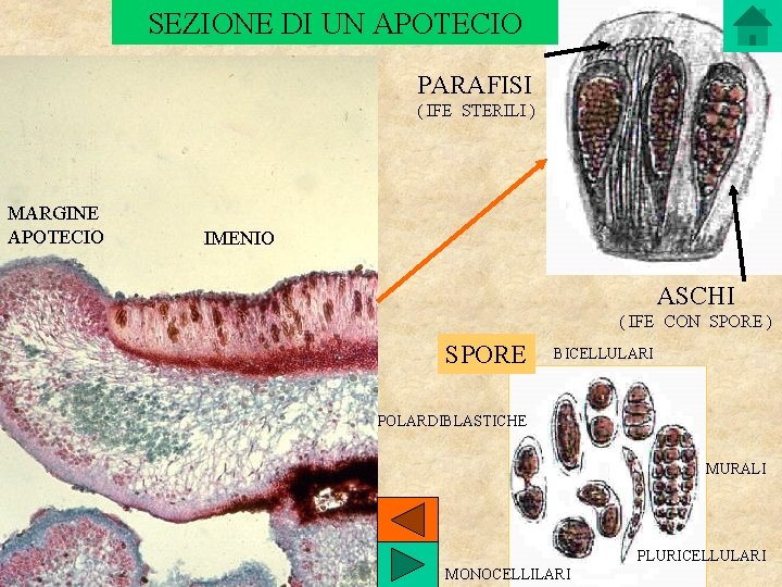 SEZIONE DI UN APOTECIO PARAFISI ( IFE STERILI ) MARGINE APOTECIO IMENIO ASCHI (