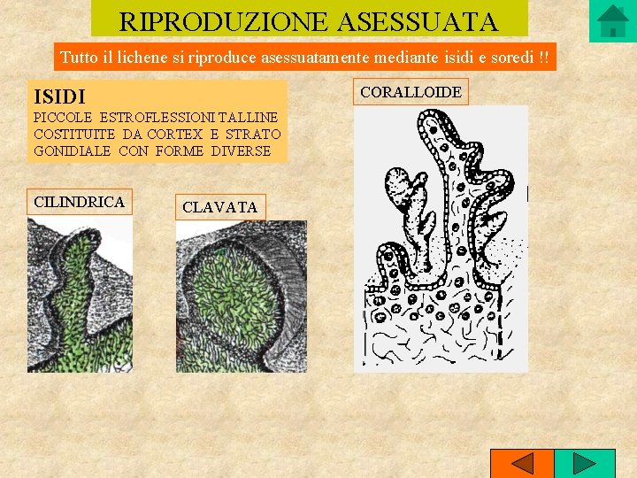 RIPRODUZIONE ASESSUATA Tutto il lichene si riproduce asessuatamente mediante isidi e soredi !! CORALLOIDE