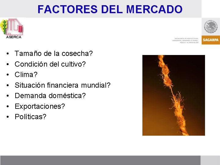 FACTORES DEL MERCADO • • Tamaño de la cosecha? Condición del cultivo? Clima? Situación