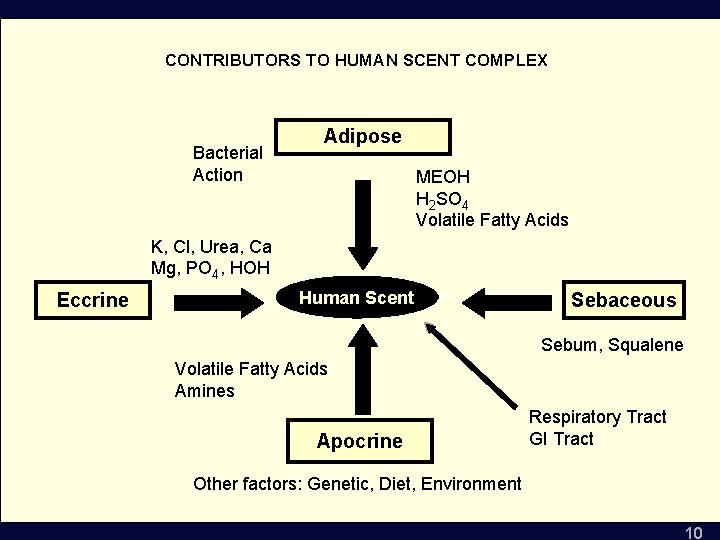 National Urban Search & Rescue Response System CONTRIBUTORS TO HUMAN SCENT COMPLEX Canine Search