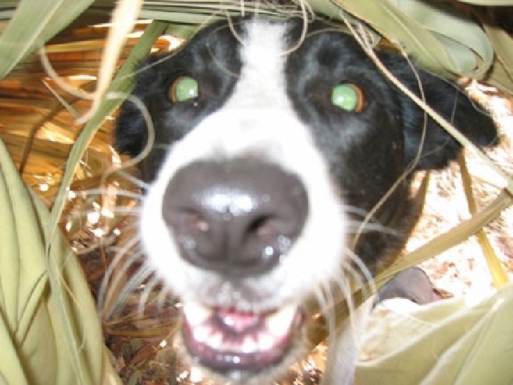 National Urban Search & Rescue Response System Canine Search Specialist Training 6 