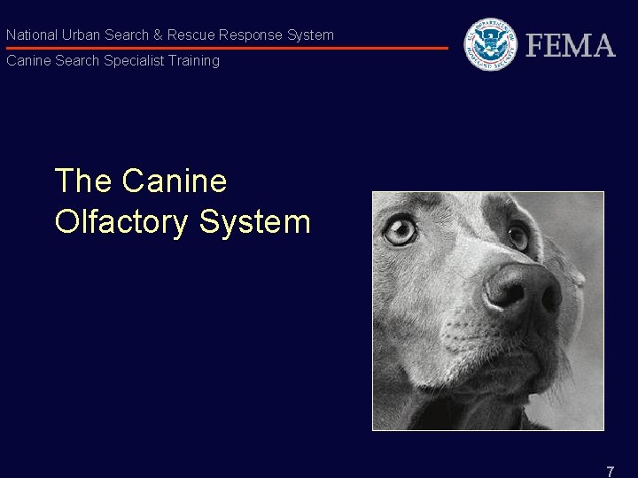National Urban Search & Rescue Response System Canine Search Specialist Training The Canine Olfactory