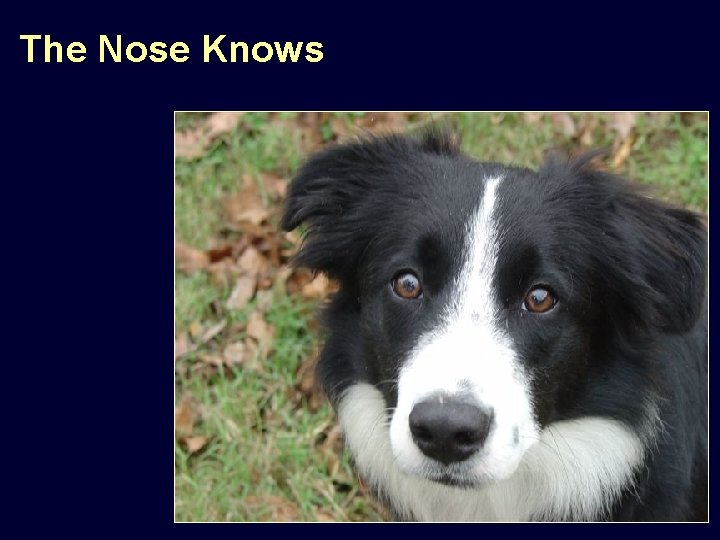 The Nose Knows 