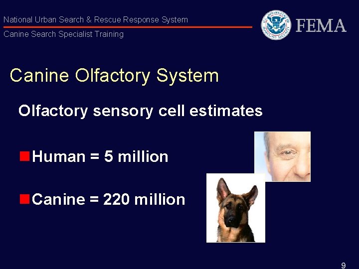 National Urban Search & Rescue Response System Canine Search Specialist Training Canine Olfactory System