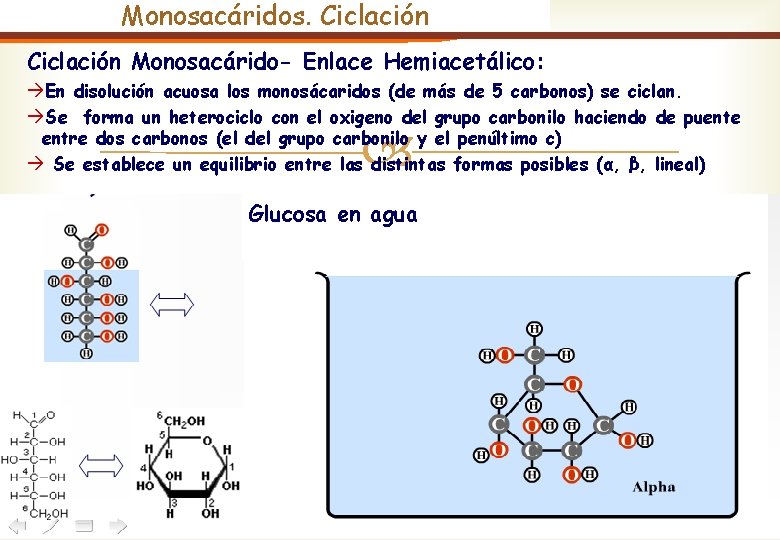 Monosacáridos. Ciclación Monosacárido- Enlace Hemiacetálico: àEn disolución acuosa los monosácaridos (de más de 5