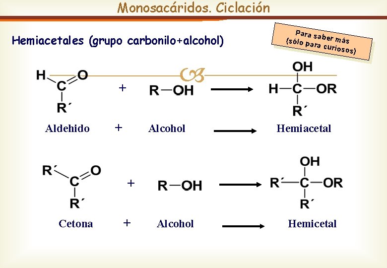 Monosacáridos. Ciclación Hemiacetales (grupo carbonilo+alcohol) + Aldehido Para sa ber má (sólo p ara