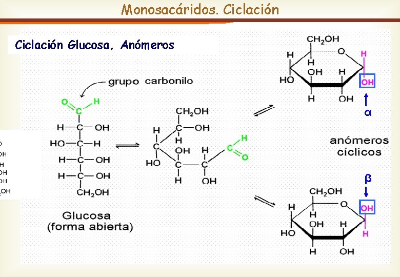 Monosacáridos. Ciclación Glucosa, Anómeros 
