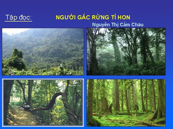Tập đọc: NGƯỜI GÁC RỪNG TÍ HON Nguyễn Thị Cẩm Châu 