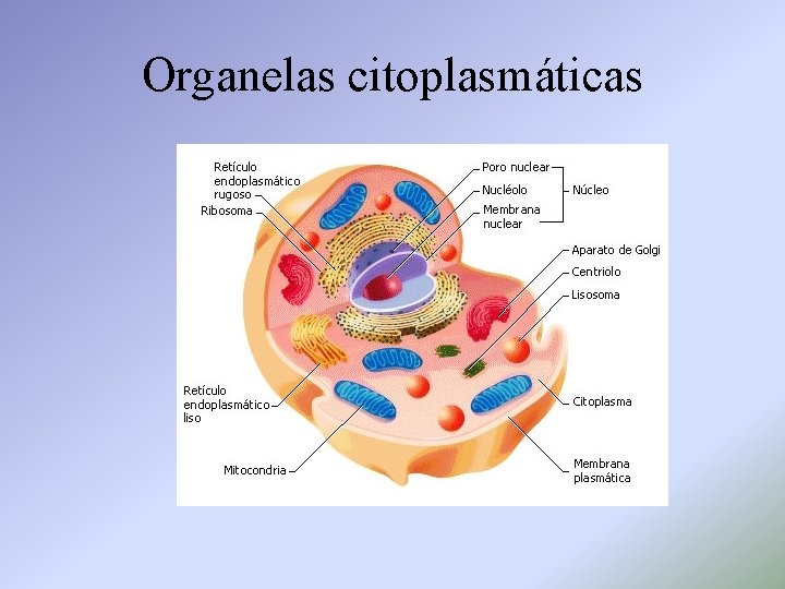 Organelas citoplasmáticas 