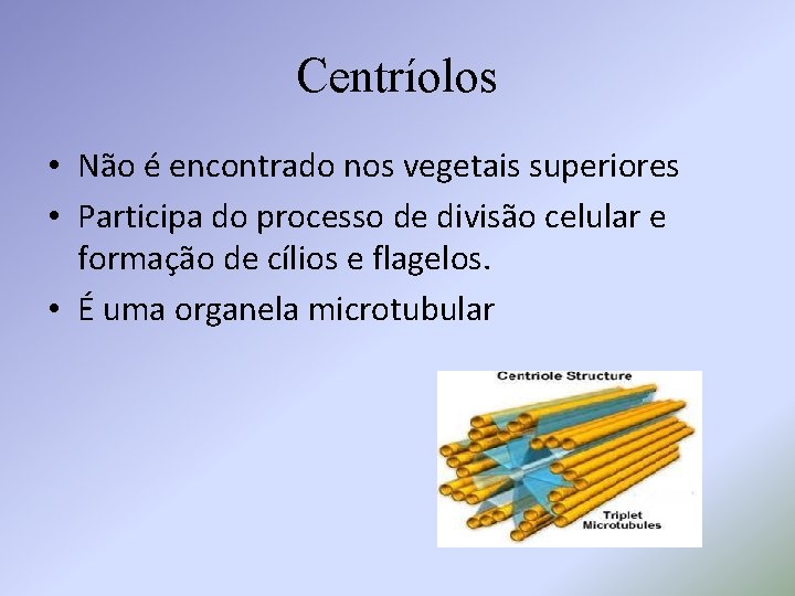 Centríolos • Não é encontrado nos vegetais superiores • Participa do processo de divisão