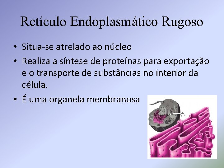 Retículo Endoplasmático Rugoso • Situa-se atrelado ao núcleo • Realiza a síntese de proteínas