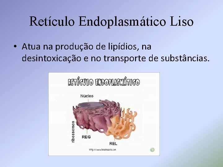 Retículo Endoplasmático Liso • Atua na produção de lipídios, na desintoxicação e no transporte