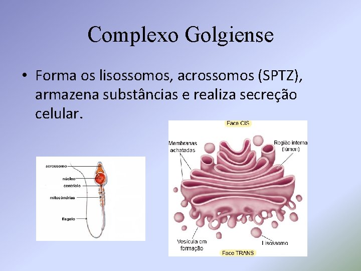 Complexo Golgiense • Forma os lisossomos, acrossomos (SPTZ), armazena substâncias e realiza secreção celular.