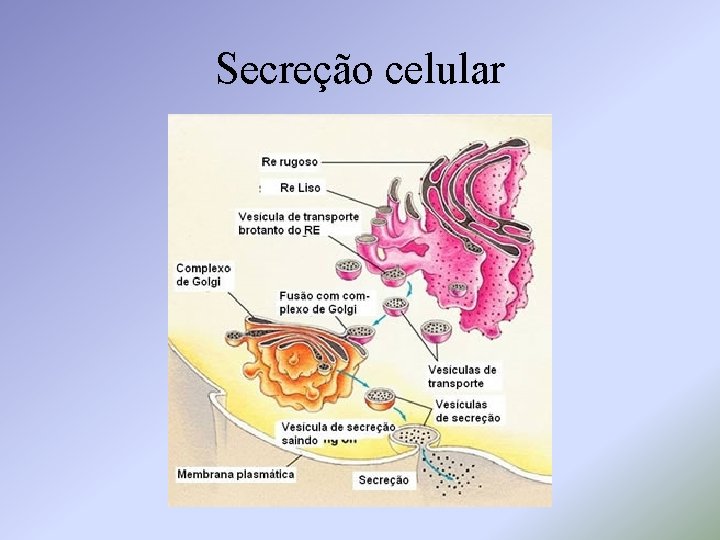 Secreção celular 