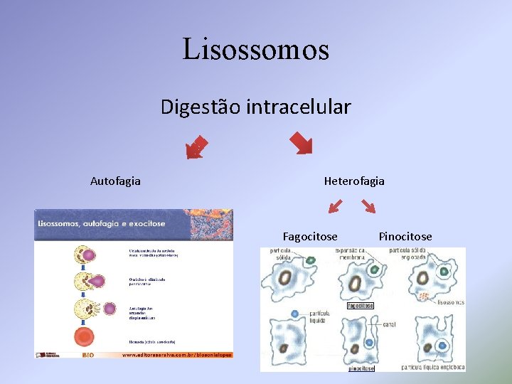 Lisossomos Digestão intracelular Autofagia Heterofagia Fagocitose Pinocitose 