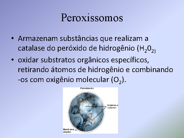 Peroxissomos • Armazenam substâncias que realizam a catalase do peróxido de hidrogênio (H 202)