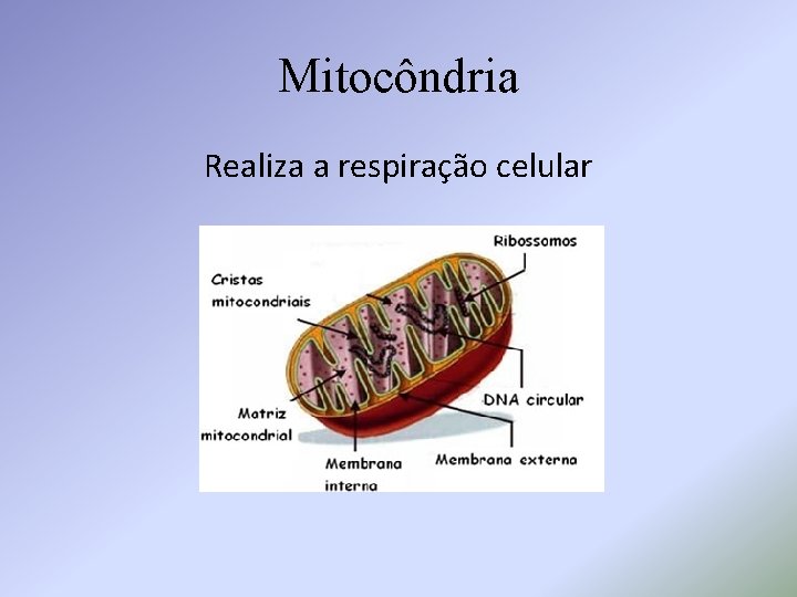 Mitocôndria Realiza a respiração celular 