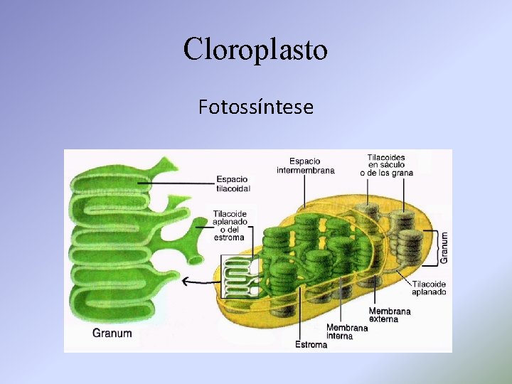Cloroplasto Fotossíntese 
