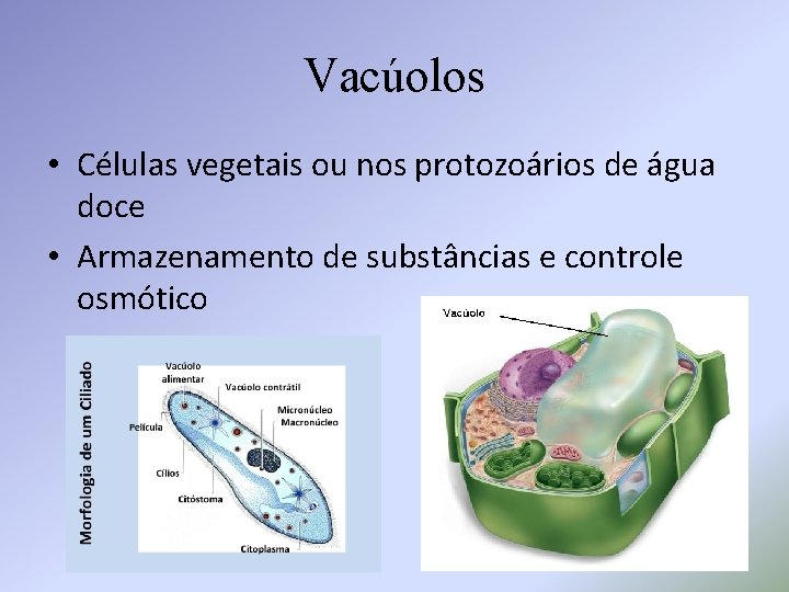 Vacúolos • Células vegetais ou nos protozoários de água doce • Armazenamento de substâncias