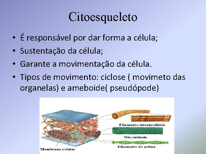 Citoesqueleto • • É responsável por dar forma a célula; Sustentação da célula; Garante