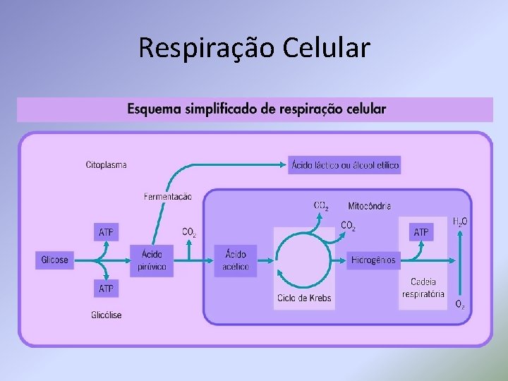 Respiração Celular 