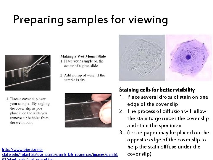 Preparing samples for viewing Staining cells for better visibility 1. Place several drops of