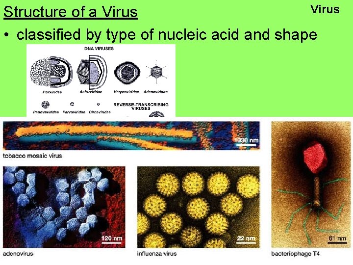 Virus Structure of a Virus • classified by type of nucleic acid and shape