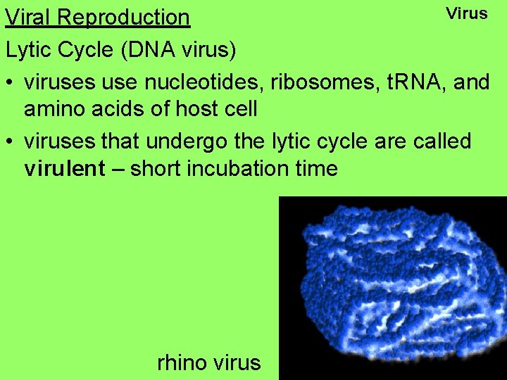 Virus Viral Reproduction Lytic Cycle (DNA virus) • viruses use nucleotides, ribosomes, t. RNA,