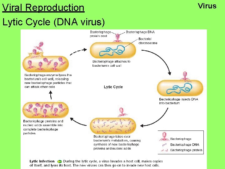 Viral Reproduction Lytic Cycle (DNA virus) Virus 